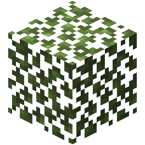 Birch Leaves