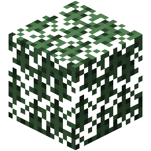 Spruce Leaves